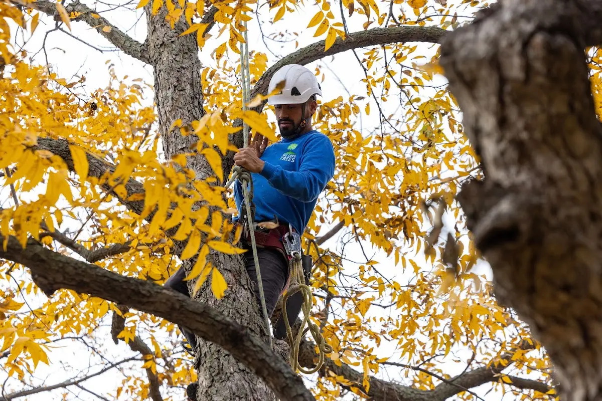 Skilled Tree Trimming crew working in Greenville